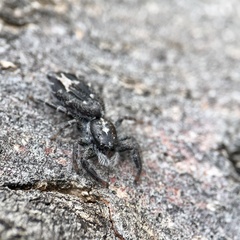 Ocrisiona melancholica