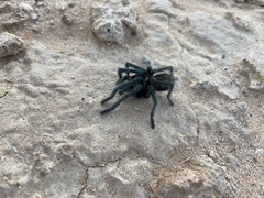 Aphonopelma prenticei