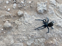 Aphonopelma prenticei