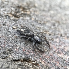 Ocrisiona melancholica