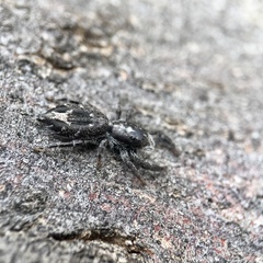 Ocrisiona melancholica