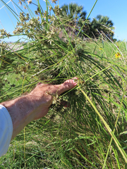 Cyperus elegans