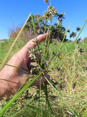 Cyperus elegans