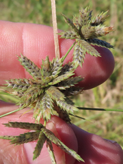 Cyperus elegans