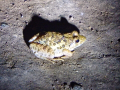 Fejervarya limnocharis