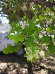 Quercus × macdonaldii