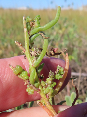 Suaeda linearis