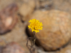 Chaenactis glabriuscula glabriuscula