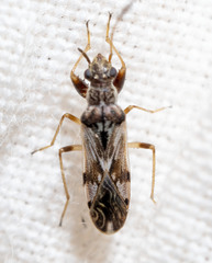 Neopamera bilobata