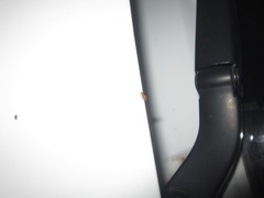 Agonosoma flavolineatum