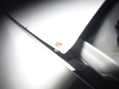 Agonosoma flavolineatum