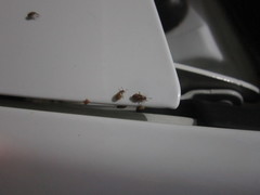 Agonosoma flavolineatum