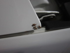 Agonosoma flavolineatum