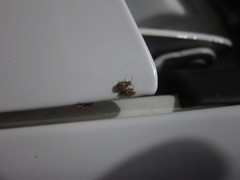 Agonosoma flavolineatum