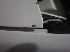 Agonosoma flavolineatum