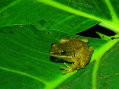 Chalcorana chalconota