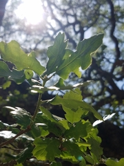 Quercus × macdonaldii