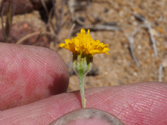 Chaenactis glabriuscula glabriuscula