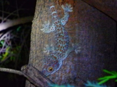 Gekko gecko