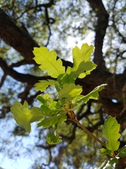 Quercus × macdonaldii