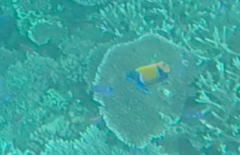 Pomacanthus navarchus