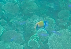 Pomacanthus navarchus