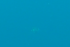 Balistoides viridescens