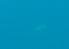 Balistoides viridescens