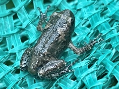 Uperodon taprobanicus