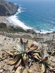 Dudleya virens insularis