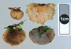 Hohenbuehelia nothofaginea