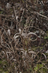 Elymus caninus