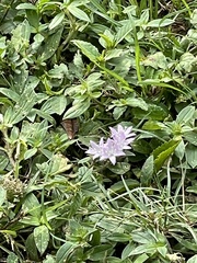 Richardia grandiflora