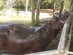 Hippopotamus