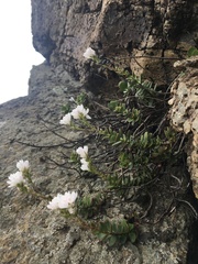 Cara-Lisa Schloots, CC BY, iNaturalist via GBIF Veronica lavaudiana, photograph Cara-Lisa Schloots, CC BY, iNaturalist via GBIF
