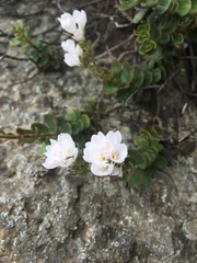 Veronica lavaudiana, photograph Cara-Lisa Schloots, CC BY, iNaturalist via GBIF