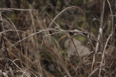 Elymus caninus