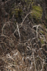 Elymus caninus