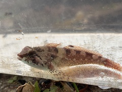 Oligocottus rubellio