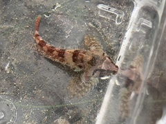 Oligocottus rubellio