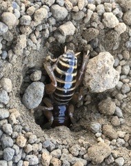 Ammopelmatus fuscus