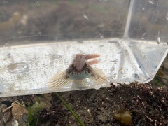 Oligocottus rubellio