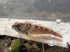 Oligocottus rubellio