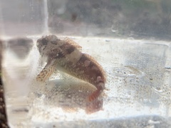 Oligocottus rubellio