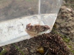 Oligocottus rubellio