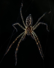 Aglaoctenus castaneus