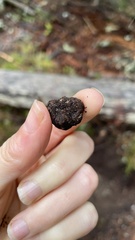Rhizopogon alexsmithii