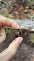 Rhizopogon alexsmithii