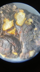 Rhizopogon alexsmithii