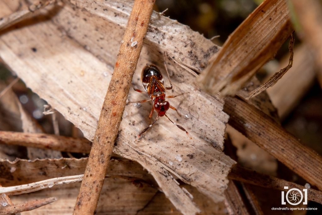 Saldoida slossonae